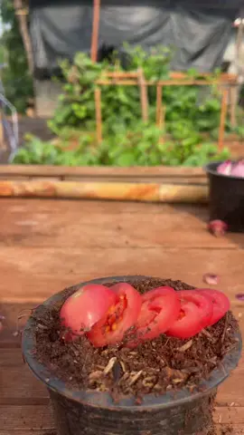 เพาะมะเขือเทศ🍅จากผลสดทำได้ง่ายๆ✅  #เกษตร #เทคนิคเกษตร #เคล็ดลับเกษตร #เพาะมะเขือเทศ