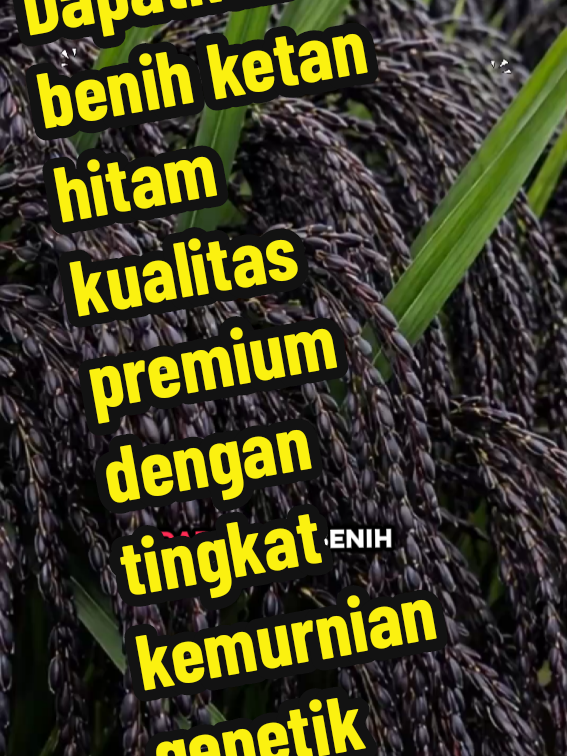 ​Dapatkan benih ketan hitam kualitas premium dengan tingkat kemurnian genetik tinggi. Hasil nasi ketan lebih pulen, warna hitam pekat alami, dan aroma yang sangat harum. Benih unggul, hasil pasti unggul! #benihpadi #ketanhitam #benihunggul #pypシ 