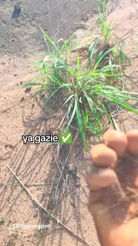 ya gazie #videoviral #igbotradition #igboamaka #fyyyyyyyyyppppppppp #govira 