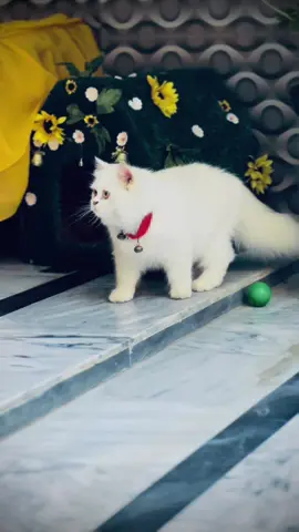 White cat😍#perchiancat #1millionviews #greeneyescat #cutecat #funnycats 