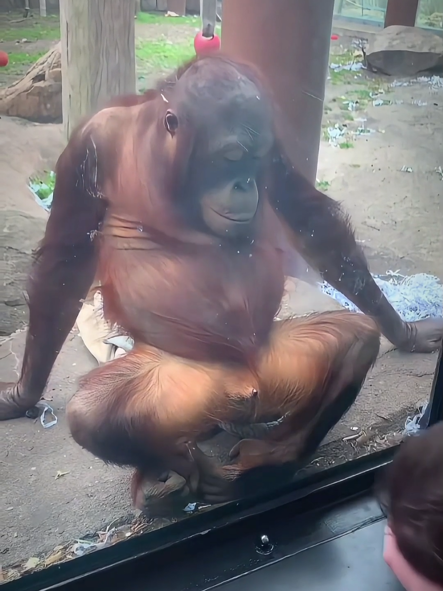 Monkey core 😂😅 | #funny #trending #monkey #usa 