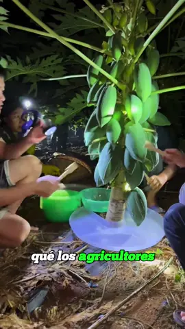 This White Liquid Is More Valuable Than the Fruit！#usa🇺🇸 #usa_tiktok #Science #farmers 