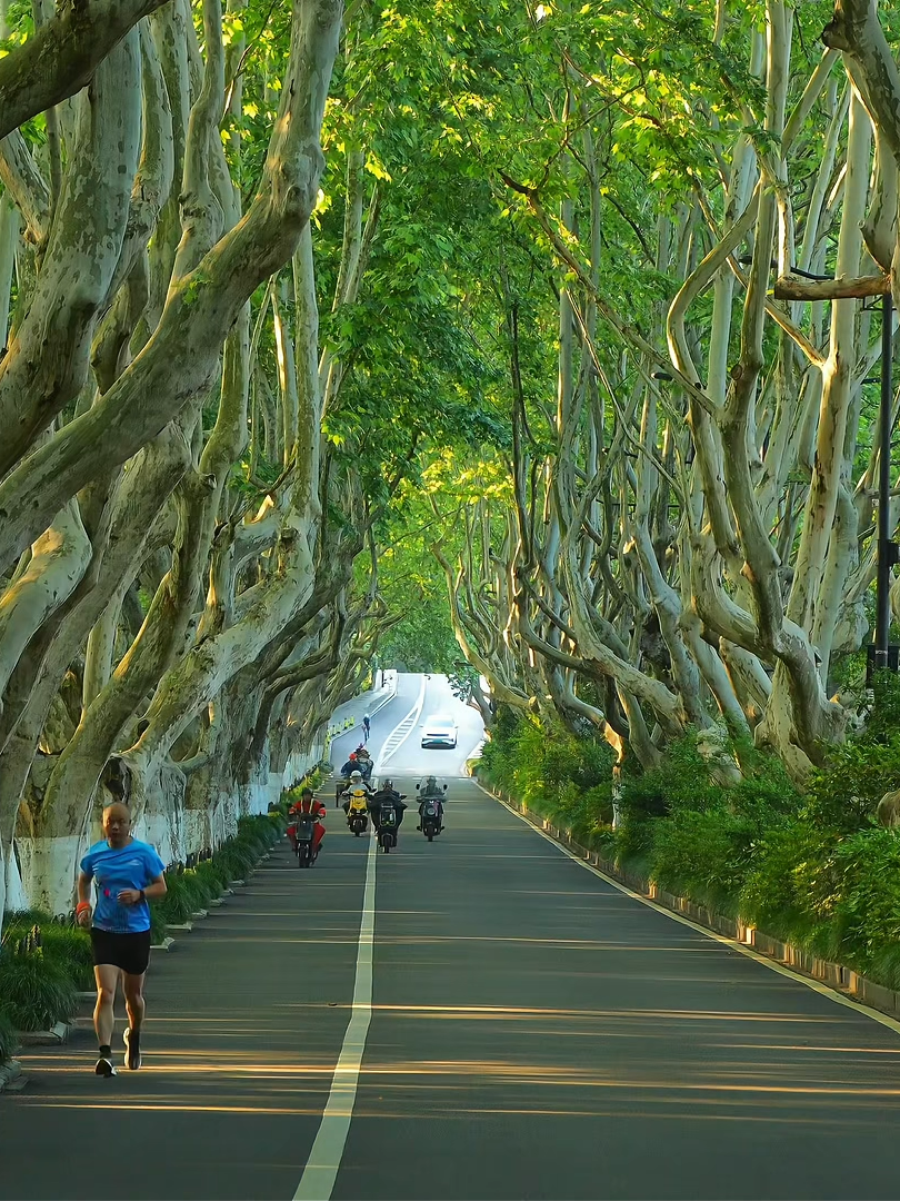 🌳 Hàng cây ngô đồng ở Hàng Châu đẹp như bước ra từ một bộ phim thanh xuân Trung Quốc 🎞✨ Chỉ cần đi dưới tán cây xanh mát này thôi cũng đủ thấy mùa hè dịu dàng hơn rất nhiều… 🍃🇨🇳 #HangChau #Hangzhou #NgoDong #TrungQuoc #DuLichTrungQuoc #TikTokTravel #ChinaTravel