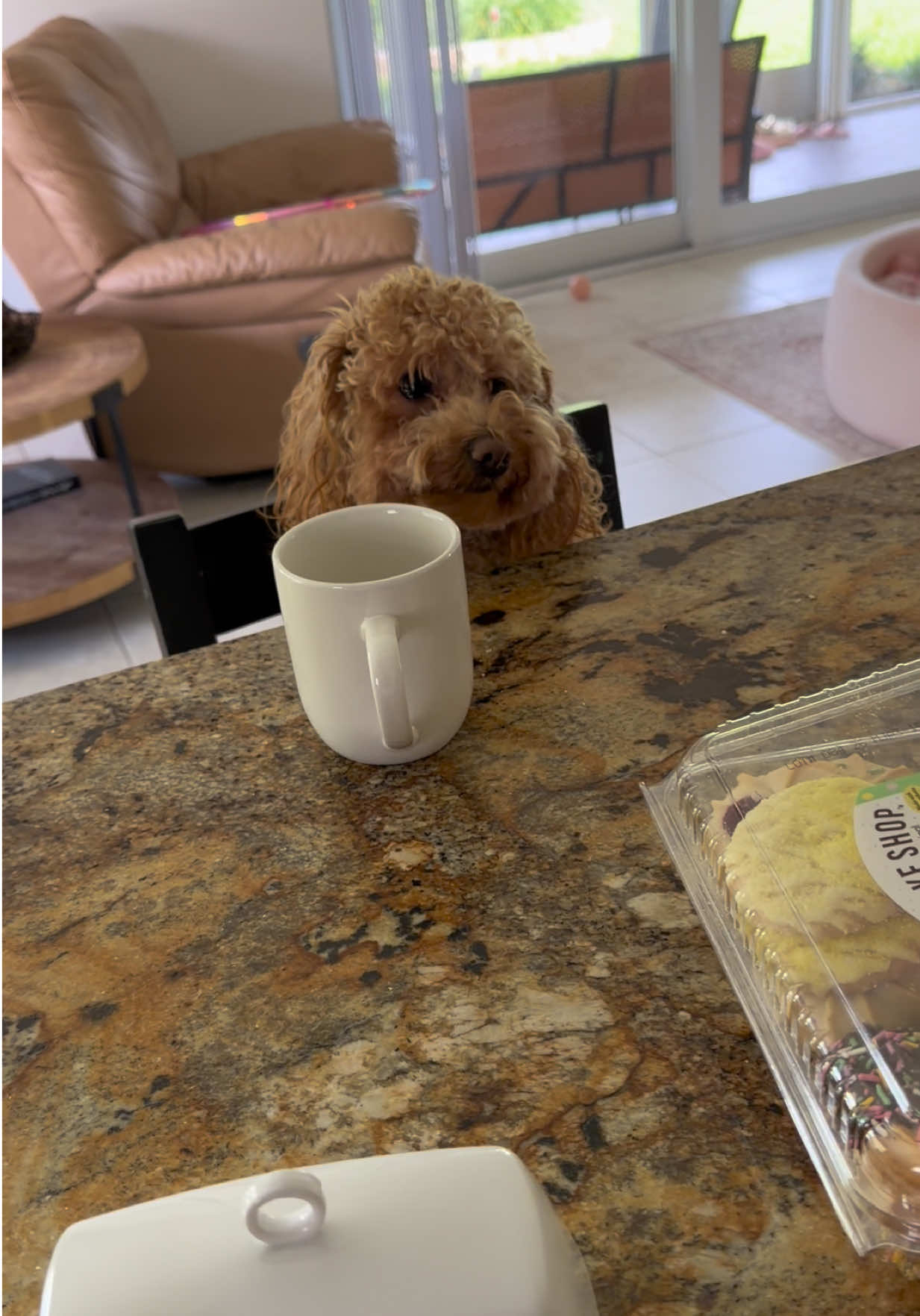 😆🐾 Daisy doesn’t like her food …only people’s food 😅