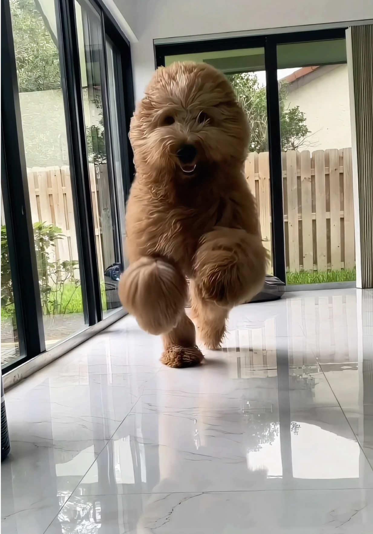 What would you do if you saw this running towards you?? 🧸🫂 #goldendoodle #fluffydog #slowmo 