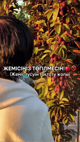 Жеміс жерге емес, себетке түссін! 🍎🧺 Ағашыңыздың жемісі піспей жатып түсіп жатса, демек оған «қорек» жетпейді. Ең басты көмекшіміз — КАРБАМИД! 🧪 ✅ Рецепт: • 10 литр су • 30-40 грамм карбамид (мочевина) • Жақсылап ерітіп, кешкі уақытта жапырақтарына шашамыз. Бұл әдіс жемістің түспеуіне және ірі болып пісуіне көмектеседі. Бақшасы бар достарыңызға жіберіңіз! ✈️
