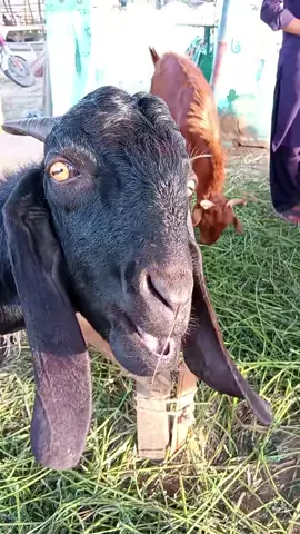 Why is he cry like that?😂 #funy #goatfunymoment #foryou #vira #fyp 