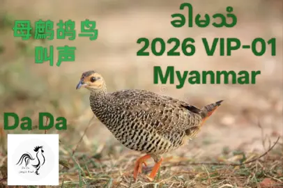 ခါမသံ 2026။ VIP-01