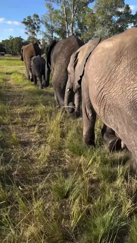 Why do elephants walk in a line behind one another? 🐘🤍 It is not just adorable to watch… it is incredibly clever too. Elephants naturally follow one another in single file to conserve energy, protect the younger members of the herd, and move safely through thick bush or difficult terrain. The elephant at the front gently creates a path, making it easier for everyone behind to follow.  For calves, it is also about comfort and security. Staying close behind an older elephant helps them feel safe and connected to the herd. You will often see babies almost stepping directly into the footprints of the elephant in front of them. One by one, trunk to tail, they move together as a family. In the wild, this formation also helps elephants stay coordinated and aware of one another over long distances. It is quiet teamwork, guided by trust, memory and deep social bonds.  There is something so beautiful about the way elephants journey through life together… no one left behind. @ifaw #wildislife_zen#wildislife_zen #onebyone