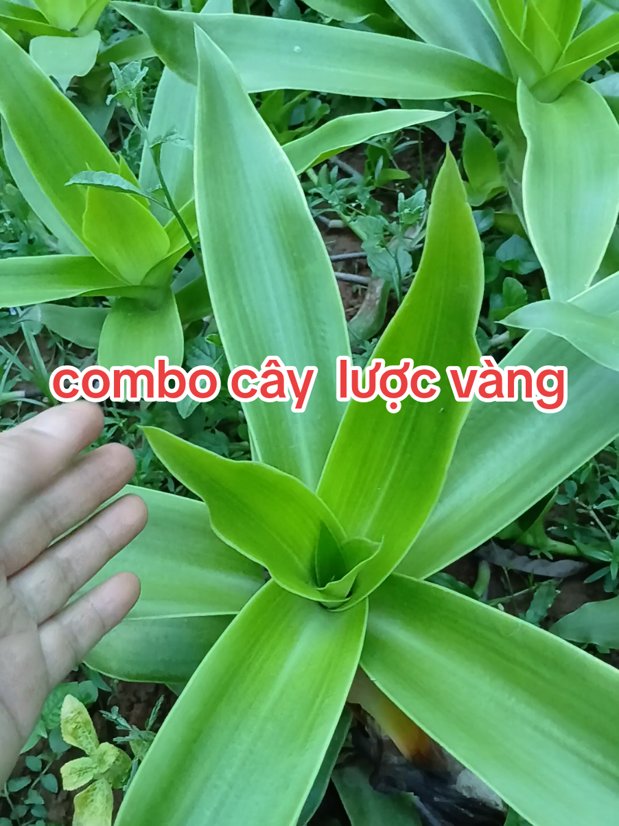 hối hận vì không  biết đến cây lược vàng sớm hơn