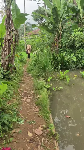 Warga pulang aktivitas dari ladang dengan memikul kayu bakar dikampung pedesaan #kampungsawah  #pedesaan 