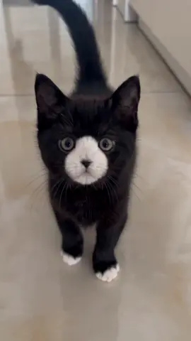 Mom, let me eat❤️ #kitten #whitespot #meow #Love #viral 