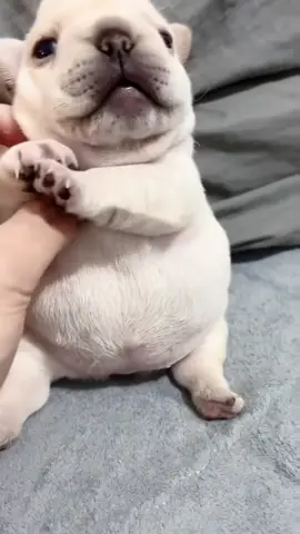 #pibble #washmybelly #frenchie #cute #dance 