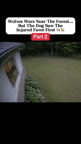#story #storytime #animalstory #dogstory 