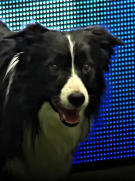 Can’t afford capcut pro anymore so I had to make do | editing border collies doing agility cause I want a border collie || scenes: YouTube || tags: @ᵏᵉⁿᶻⁱᵉ @cici the edit master 🌚 @🦭🐀ratlynn🐀🦭 @Kamila @f a i t h ⛸️ @~¥ |  𝓼𝓪𝓲𝓷 | ⛸️ @*.✧⋆˚🔆Hannie🔆˚⋆✧.* @I am_somi || #ignatovafs #viral #trusova #fyp #figureskating 