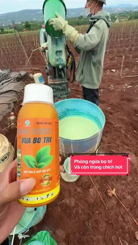 Phòng ngừa bị trĩ và côn trùng chích hút trên khu vườn ớt 12 ngày tuổi