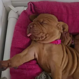 vizsla puppies 