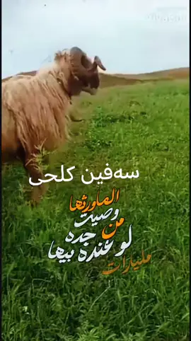 شەمامەر