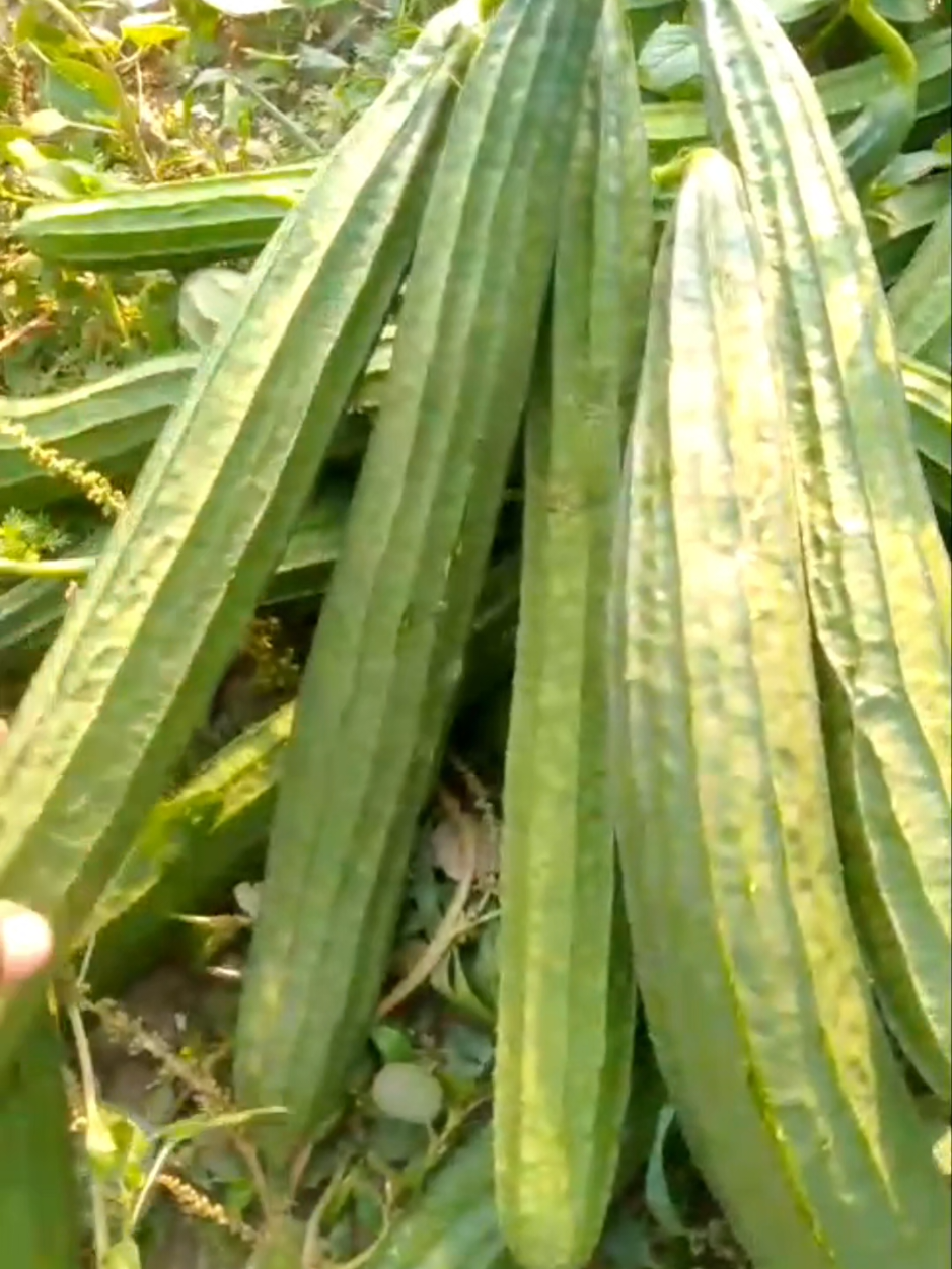 Organic Gourd Vegetable Garden | Ridge Gourd Harvesting #gardening #ridgegourd #gourdvegetable 