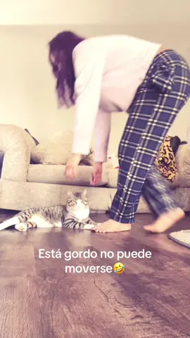 #fypシ゚viral #sigueme❤️ #cat 