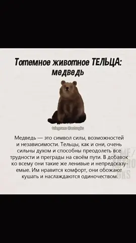 Медведи — крупные млекопитающие из семейства Ursidae, которые встречаются в разных частях света: от Северной Америки и Европы до Азии. Они отличаются коренастым телосложением, всеядностью и способностью адаптироваться к разнообразным условиям — от лесов и гор до тундры и арктических регионов. Медведи могут вступать в конфликты с людьми, особенно когда их естественная среда нарушается или если они ищут пищу в жилых зонах. Обычно они остерегаются человека, но могут быть опасны в тех местах, где привыкли к людям, особенно белый медведь и гризли.  #медведь #тотемноеживотное 