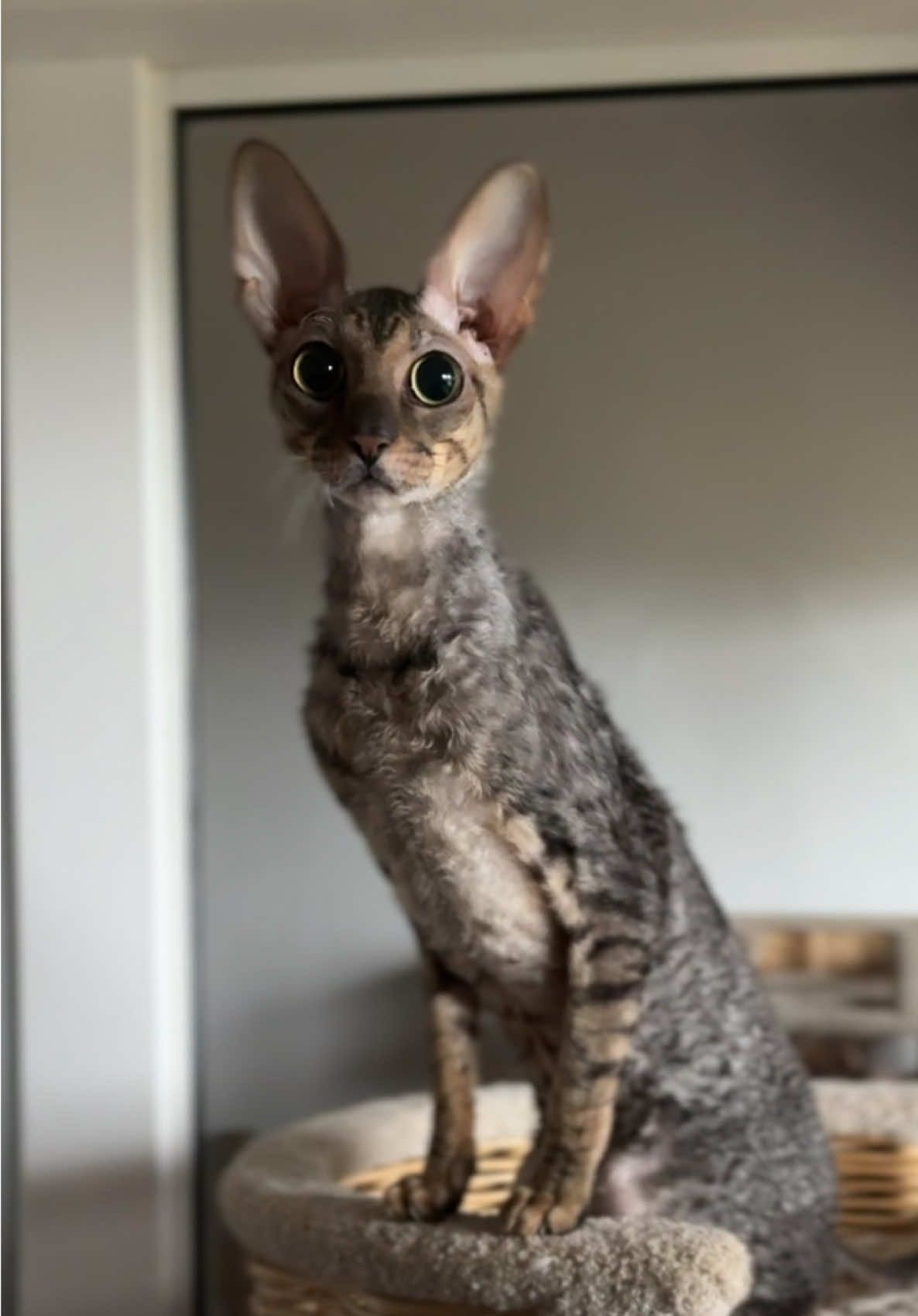 Paskal ❤️ #cornishrex #cornishrexkitten #cornishrexcattery #minsk #belarus 