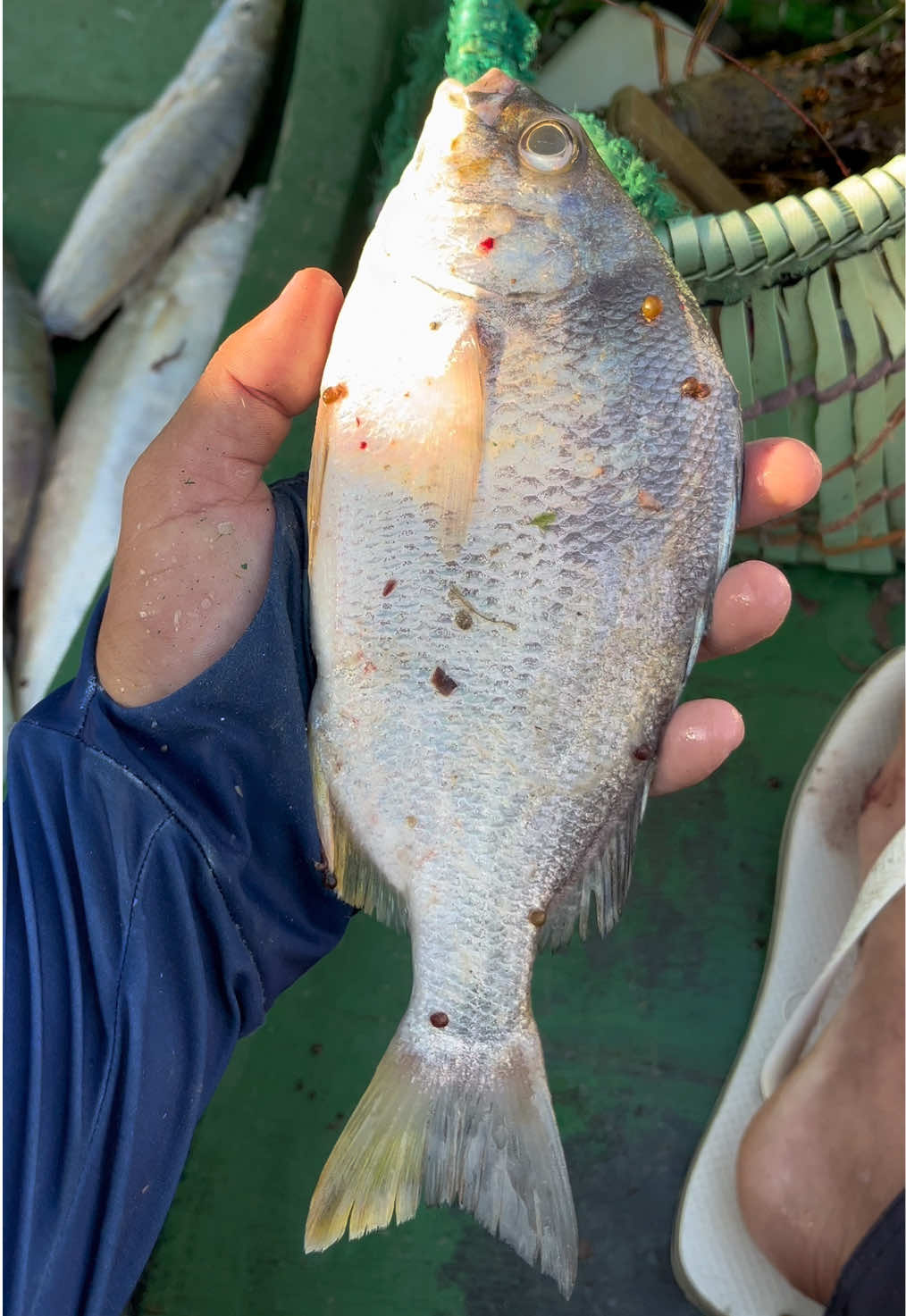 Na sua praia como é o nome desse peixe? 🐟🎣 #pescador #oceano #seguenois #diaadia #viraliza 