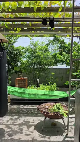 Thả cho em nó tự do trên sân thượng, đi đâu chơi cũng về lại 😀😀😀 #free #birds #garden #chaomao #mygauhouse 