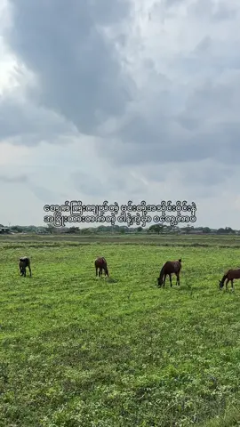 စောက်ကြီးကျယ်တဲ့ မင်းတို့အသိုင်းဝိုင်းနဲ့။ အငြိုးထားတက်တဲ့ ငါနဲ့အဲ့မှာ စတွေ့တာပဲ#viewsတက်စမ်းကွာ👊 #viewstiktok #fypシ゚ 