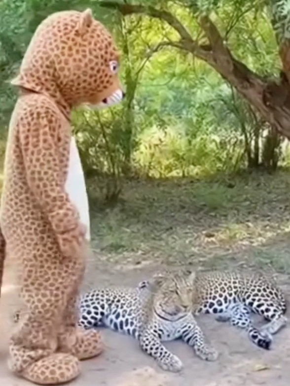 funny animal video  #fouryou #funny #video 