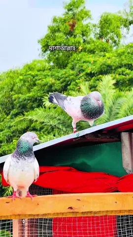 #কবুতর_প্রেমী #viraltiktok #viralvideo #viral #foryou 