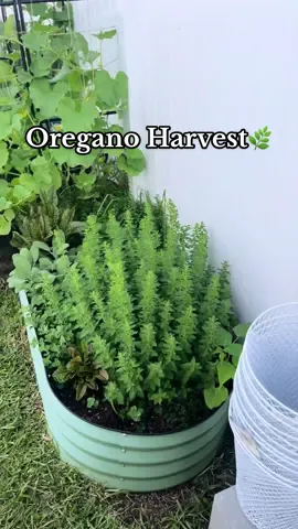Fresh oregano harvest 🌿 I planted her once, and she keeps coming back year after year. I’ll be drying this harvest to use for seasoning. #gardening #herbgarden #oregano #harvest #backyardgarden    