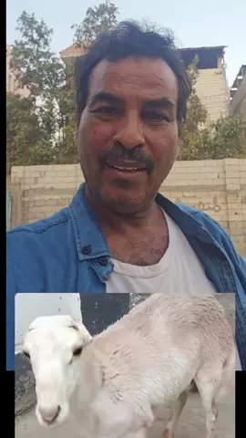 #نحن_رسالة_شعب #ايش_الجديد_ياعم_ناصر #من_انتم_لولاء_البسطاء 