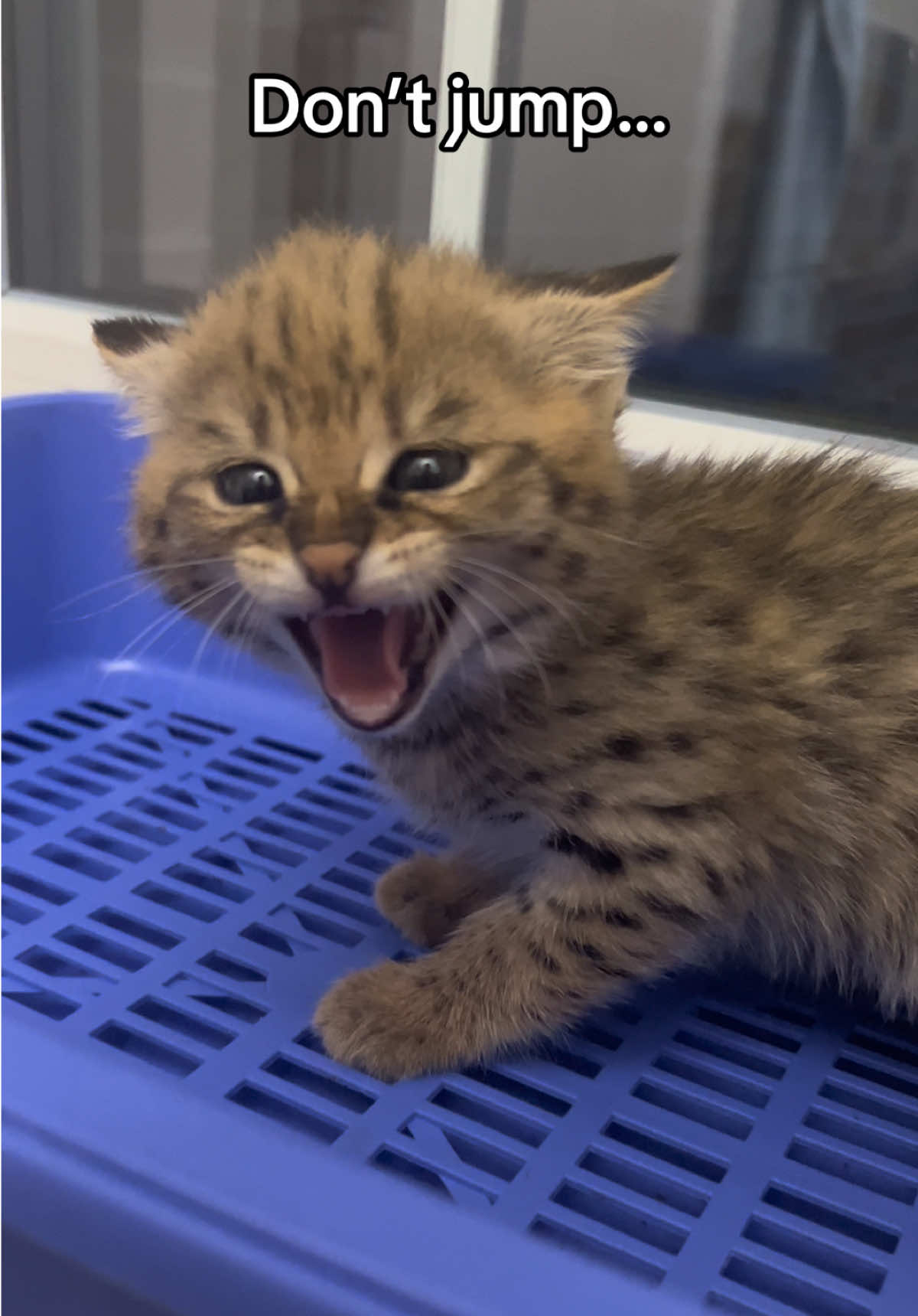 Mini leopard testing your reflexes… #SavannahMonarchy #wildcats #ExoticCats #savannahf1 #SavannahCats 