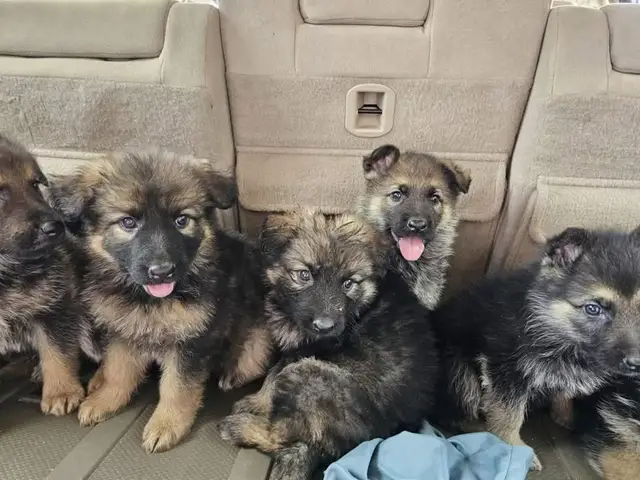 German Shepherd puppies For Adoption Hi there! I just know that we are meant to be. I have been dreaming of coming home to my new family and I sure hope that it is you! I promise that we will have lots of fun together. We can spend all day playing if you'd like. Whenever you get tired, I will be right there to cuddle up by your side. I'll be healthy, too so I will be ready for anything that you have planned. Please bring me home, I want to start my life with you!  #germanshepherd #germanshepherd #germanshepherdpuppies #germanpuppy #germanofinstagram                                                                                                               . . . . . . . .       german shepherd for sale in indianapolis german shepherd for sale evansville indiana free german shepherd puppies in indiana german shepherd puppies for sale $800 german shepherd puppies for sale near me german shepherd puppies for sale miami german shepherd puppies for sale cheap in indiana under $800 german shepherd for sale columbus, indiana miniature german shepherd puppies for adoption Cheeky very little german shepherd boy, 12 weeks old and ready for his own family. He’s had his first vaccinations microchipped and wormed up to date. He’s very playful and we nicknamed him the Duracell puppy lol he’s so much fun and always the last the go to sleep as there is far too much fun to be had ?? he only weights 1.4kg so he’s small and needs a loving family to spoil him rotten. Please get in touch if you’d like to meet him or find out more . Puppies for adoption in  Puppies for adoption in   Puppies for adoption in  Puppies for adoption in  Puppies for adoption in  Puppies for adoption in  Puppies for adoption in  Puppies for adoption in  Puppies for adoption in  Puppies for adoption in  Puppies for adoption in  Puppies for adoption in  Puppies for adoption in  Puppies for adoption in  Puppies for adoption in  Puppies for adoption in  Puppies for adoption in  Puppies for adoption in  Puppies for adoption in  Puppies for adoption in  Puppies for adoption in  Puppies for adoption in  Puppies for adoption in  Puppies for adoption in  Puppies for adoption in  Puppies for adoption in  Puppies for adoption in  Puppies for adoption in  Puppies for adoption in  Puppies for adoption in  . . . . . .                                   german shepherd puppies for adoption. Male and Female German shepherd puppies. They are very playful and will make a good companion to your home and other pets,they will come alongside with all vet document,contact for more pics and iinfo.  
