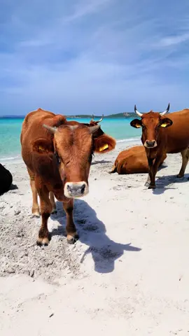 🐮 Mucche in spiaggia, dune bianche e mare infinito ,benvenuti a Is Arenas Biancas . Quest anno è stata premiata con la prestigiosa Bandiera Blu💎 #isarenasbiancas #sardegna 