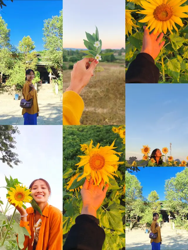 သူသာလေးညှင်းလေးဆို😍 ကိုယ်ဟာလေးညှင်းအထိတွေ့ကို ခံစားခွင့်ရှိတဲ့ ပန်းကလေးဖြစ်ချင်ခဲ့🎶💛🌻