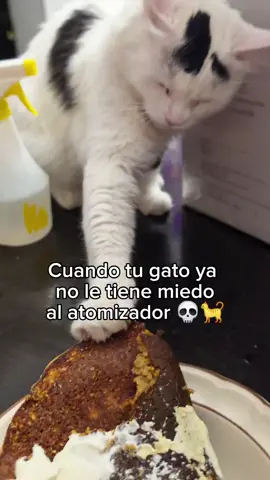 Cuando tu gato es badass 😂😂 #comedia  #gatostiktok 