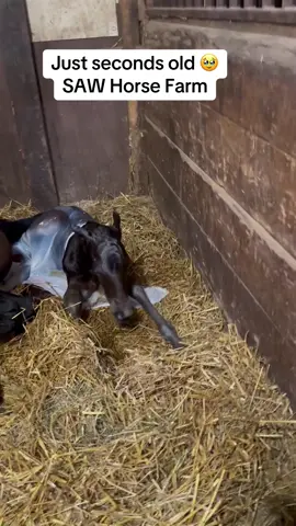 #sawhorsefarm #equestrian #farmlife #morganfoal #horsefarm 