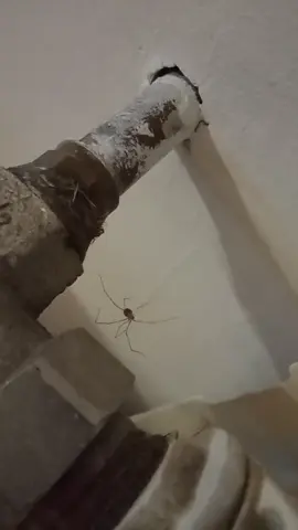 Invincible Spider #invincibleedit #invincible #spider #invinciblespider #viral 