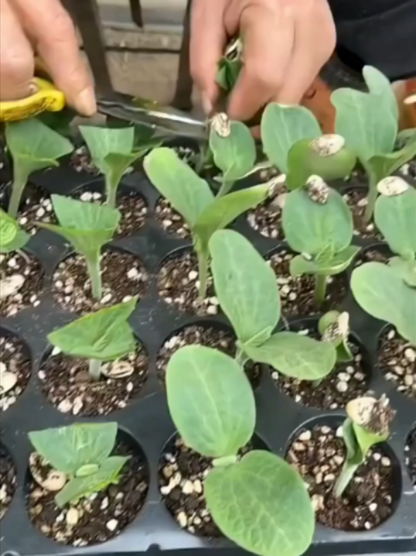 Semangka Disambung ke Labu, Hasilnya Bikin Kaget! 🍉#semangka #petani #pertanian #teknologipertanian #grafting #unik #faktaunik #kebun #tanaman #labu #buah #petanimodern #viral