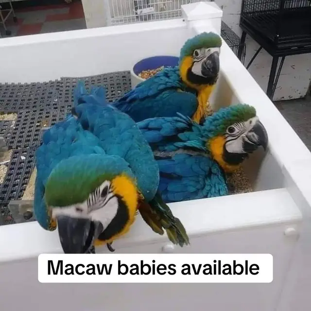 #creatorsearchinsights  #amazonparrotlife #parroteggs #birdcommunity #avianfriends 