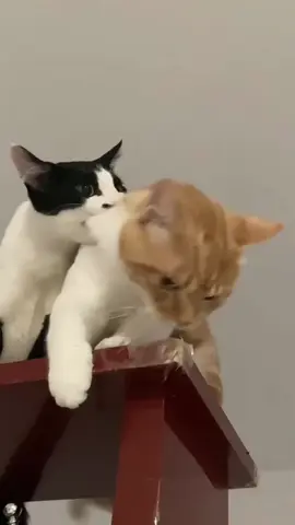 cats make everything feel better 🥰🥰🥰#fypppppppppppppp #catsofttiktok #funnycat #meow #catmeme 
