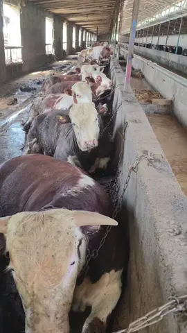 olloh beraman desa hechgap emas ekan alhamudullah