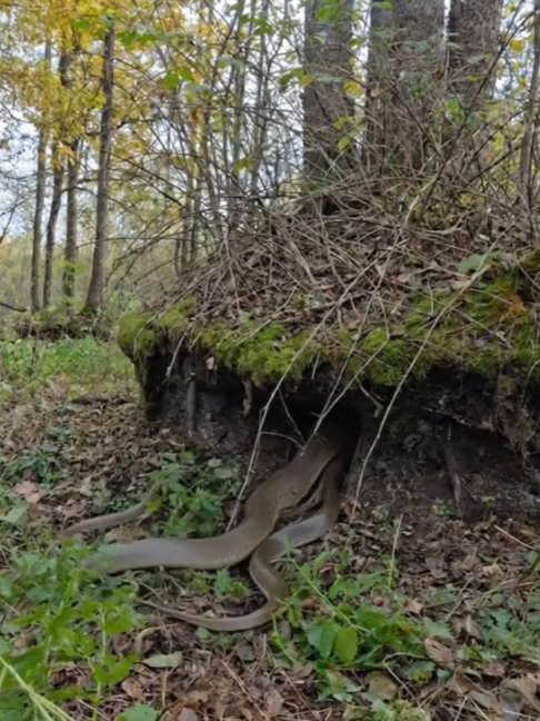 Building a Hidden Shelter Inside a Giant Tree Root This time I decided to set up a secret dugout, in an abandoned beaver hut, deep in the roots of an alder tree. #wilderness #bushcraft #survival #outdoorlife #wildlife #nature #camping #offgrid#viral