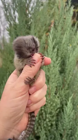 #marmosetmonkey #fingermonkey #marmosets @