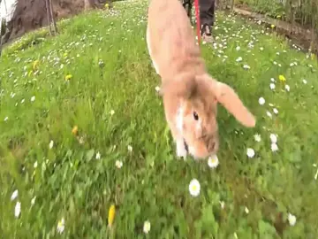 Rabbits #rabbit