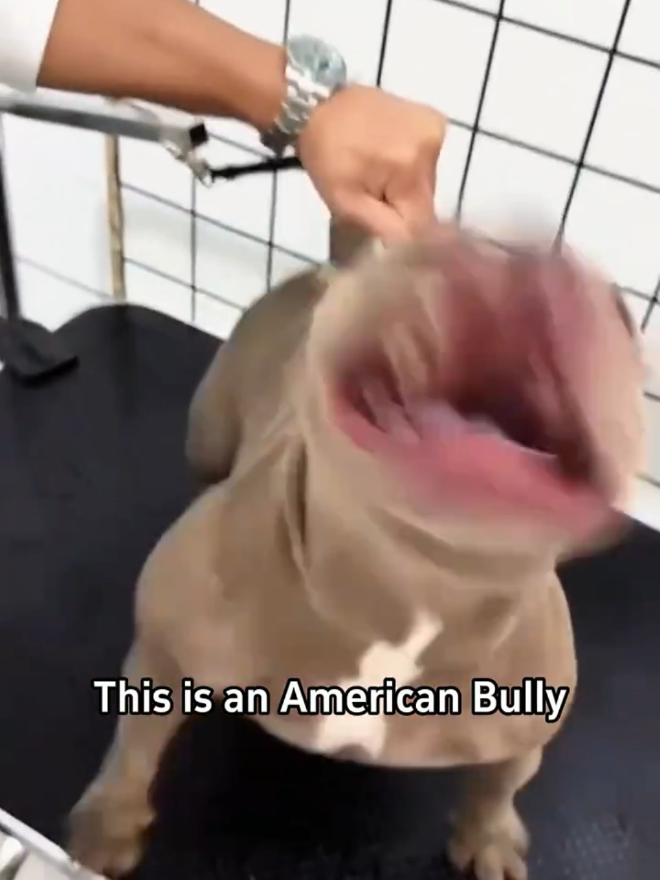 Does This Dog Bite! 🐕  #Science #usa #popular #dog #puppy #dogsofttiktok #fyppppppppppppppppppppppp #viral 