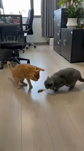 #粉丝一千万 #cat #funnyvideos #foryou #fypシ゚viral 