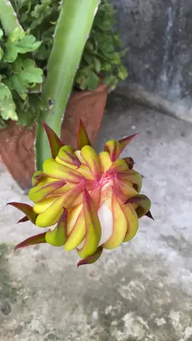 Dragon Fruit Flower 🍀♥️✨